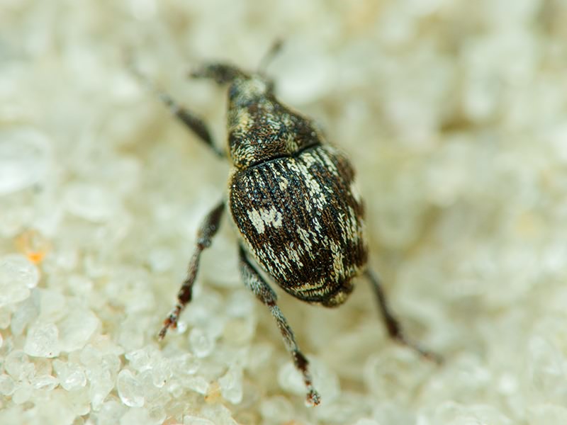 Curculionidae Latreille, 1802